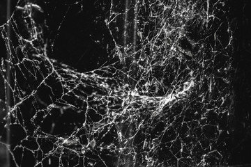 black and white spider web