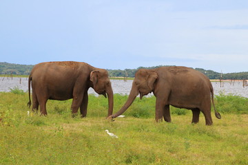 Fototapeta na wymiar Kaudulla Elephant 14