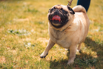 Pug walking in grass