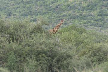Giraffe in Africa