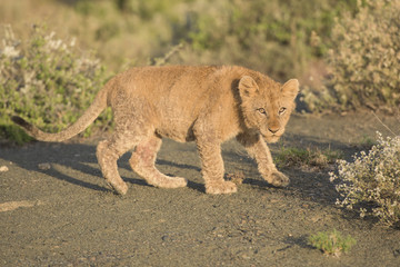 Obraz premium Lions in Africa