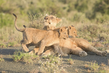 Lions in Africa