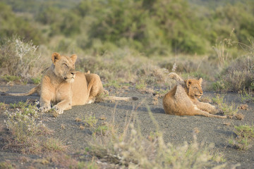 Lions in Africa