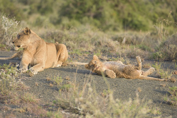 Lions in Africa