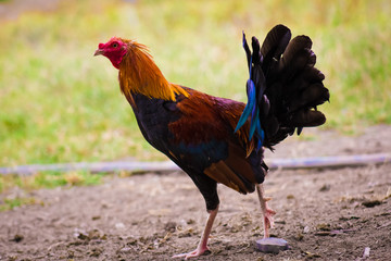 cock