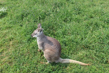 Small kangaroo in grass close up
