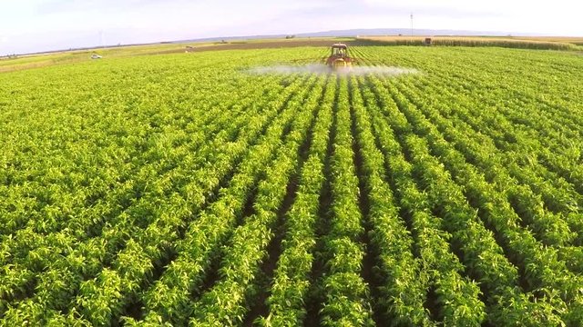 The tractor pulls machine for a spraying in a field of peppers. Aerial footage.