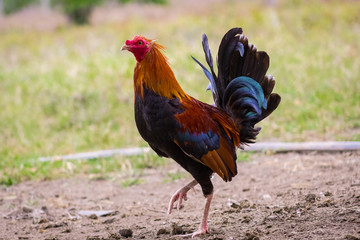 rooster
