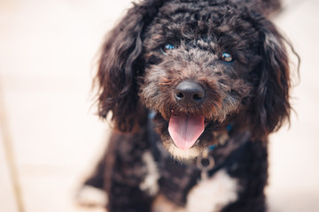 Chocolate poodle puppy