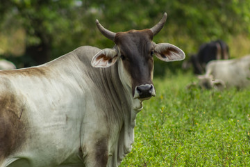 cow