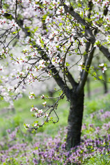 blooming white apple tree in the orchard Petrin in Prague, Czech republic during spring