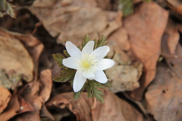落葉の中で可憐に咲くキクザキイチゲ(宮城県)