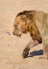 Portrait of a young male lion walking across a sandy beach, South Africa
