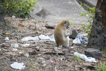 Obraz premium Monkey is looking for food that human left in the bid. They might die from eating plastic.