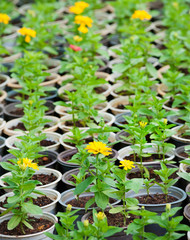 many young yellow flower plants in pots