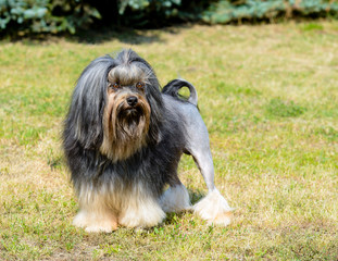 Little Lion Dog full face. The Löwchen is on the grass in park.