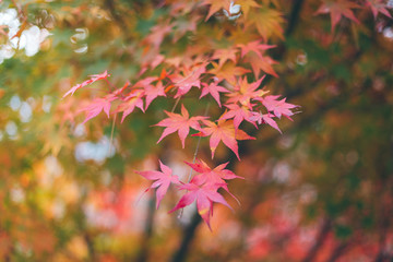Colorful autumn maple leaves on a tree branch