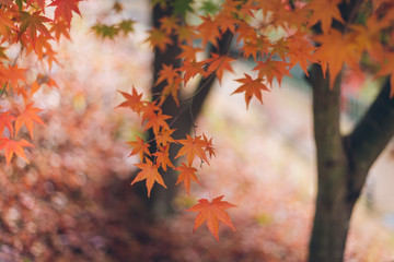 Colorful autumn maple leaves on a tree branch