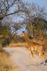 Young giraffe walking across a dirt road in the South African woodlands
