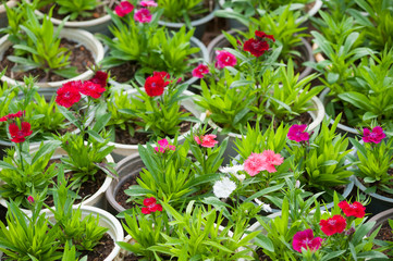 Fototapeta na wymiar a lot of red flower plants in pots