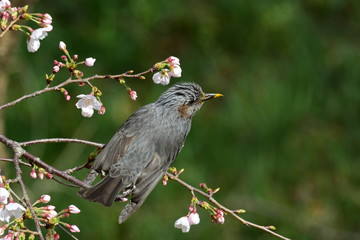サクラと、ヒヨドリ