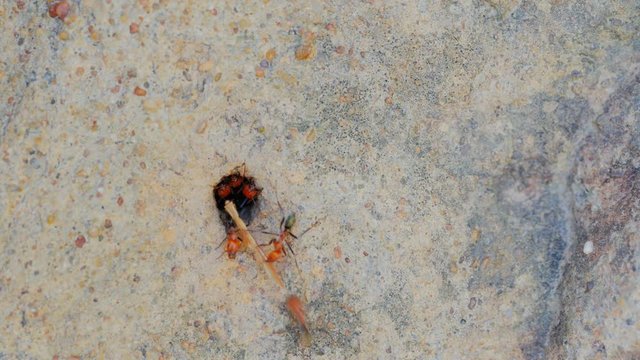 a spinifex termite brings a piece of grass to the entrance of the nest