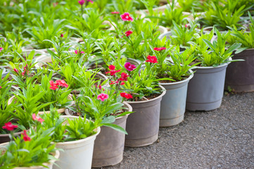 many young red flower plants in pots