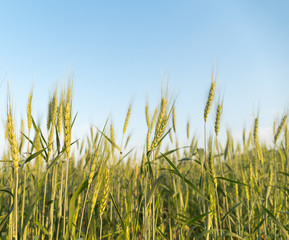 Obraz premium Image of barley corns growing in a field