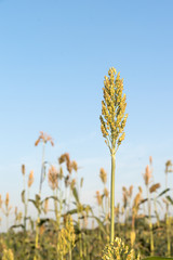 Field of Sorghum or Millet