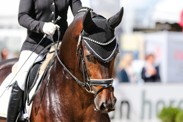 Horse stallion in dressage with bridle and earmuff chewing from hand in the crotch