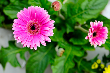 Pink gerbera flower 