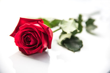 Naklejka premium The red roses are placed on a white background