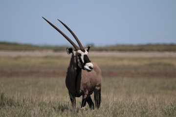 Namibia's animal Oryx