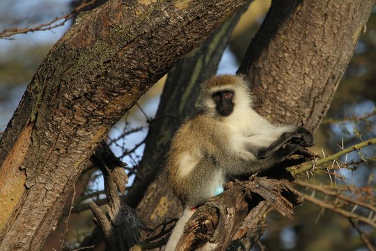 Grivet on the tree