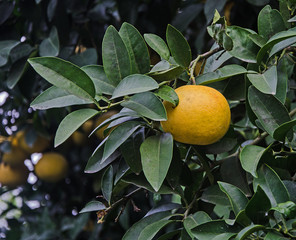 close up of ripe grapefruits