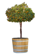citrus tree in pot