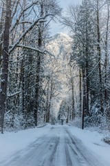 A snow covered tree lined road leading up to a beautiful mountain in the Northwest