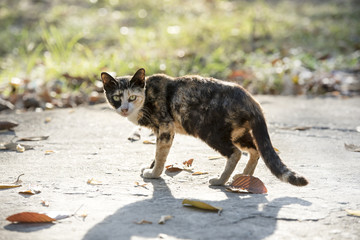 Lovely yellow cat on brick floor and morning light.