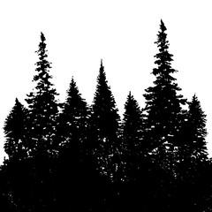 Fototapeta premium vector landscape with fir trees