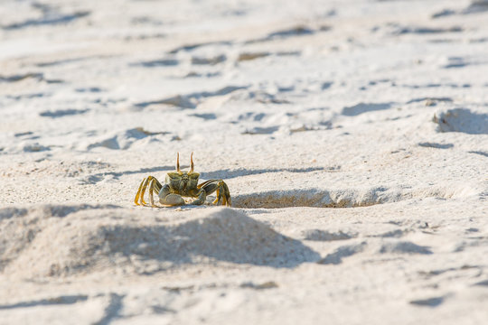 Ghost Crab (Ocypode Spp.) leaves its sand hole home to explore around