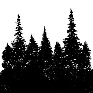 vector landscape with fir trees