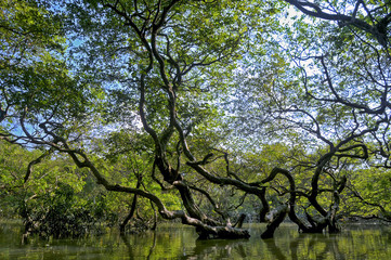 Ratargul Swamp Forest Bangladesh