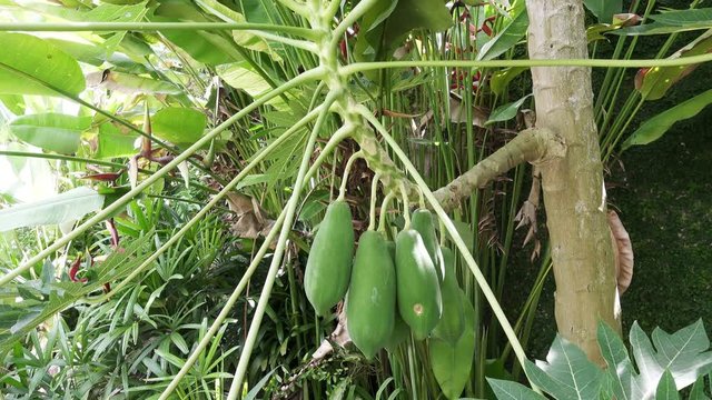 Big green and mature Fruits of papayas hang on a tree, papaya fruit