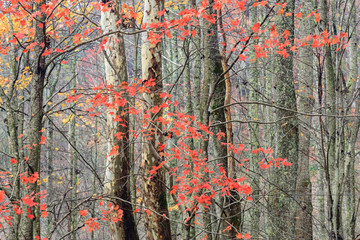 Maple Leaves And Sycamore Trees