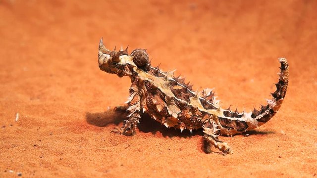 an australian thorny dragon lizard turns its head and looks around