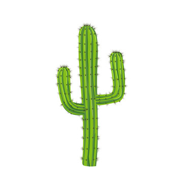 Traditional cactus plant with needles. Travel to Mexico.