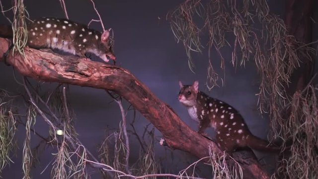 a pair of western quoll quarrelling in a tree