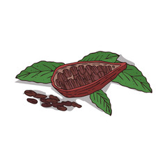 Isolated clipart of plant Cocoa on white background. Botanical drawing of herb Theobroma cacao with beans and leaves, pods