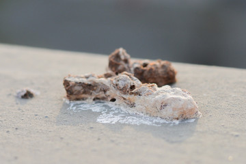 Dry excrement of the pigeon.