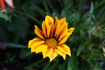 Blumen